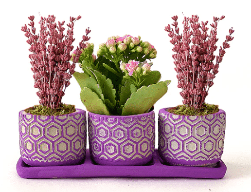 Kalanchoe and Lavender in 3 Concrete Pots خرید کالانکوئه و اسطوخودوس در 3 گلدان بتنی(ترکیه)