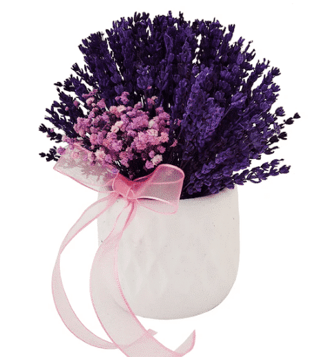 Lavender Purple Alberobello خرید آلبروبلو بنفش اسطوخودوس (ترکیه)