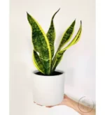 خرید Little Miss Cactus Sansevieria / شمشیر پاشا / گل شمشیری (40 سانتی متر) - گیاه خانگی و اداری 2086685 (ترکیه)