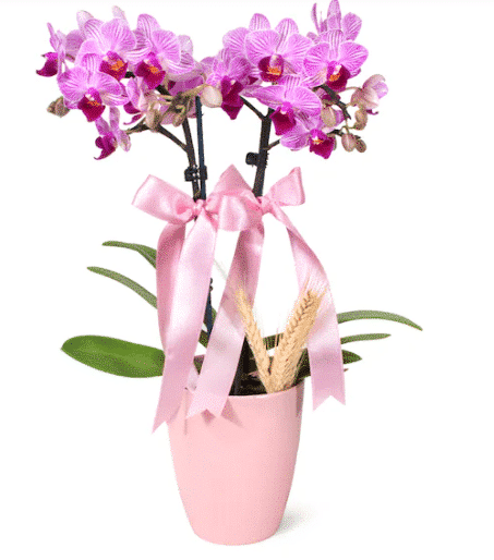 Set of 2 Pink Midi Orchids in a Pink Ceramic Pot خرید ست 2 عدد ارکیده میدی صورتی در گلدان سرامیکی صورتی(ترکیه)