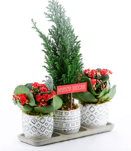 Trio Authentic Series Christmas Special Elwoodii Bonsai and Kalanchoe 1 خرید سه گانه معتبر سری ویژه کریسمس الوودی بونسای و کالانکوئه(ترکیه)