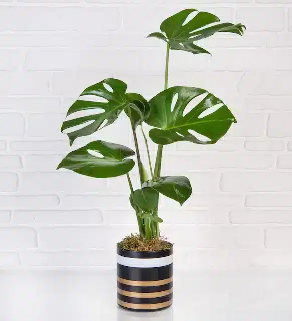 at4886 1 8daa78922973fc7 64c57325 خرید Monstera در گلدان راه راه مشکی(ترکیه)