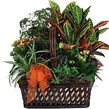 خرید گیاهان سبز داخلی (کانادا)