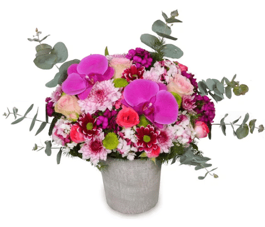 molise orchid خرید ارکیده مولیز(ترکیه)