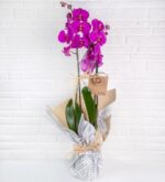 خرید ViaBonte-Pixies و Orchids(ترکیه)