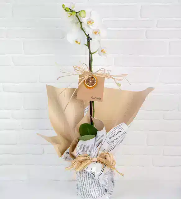 vbt255 1 8d9e80b7642caac b0a16751 خرید ViaBonte-Fairies و White Orchids(ترکیه)