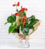 خرید واحه سرخ(ترکیه)