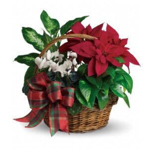 خرید سبد Poinsettia تعطیلات (کانادا)
