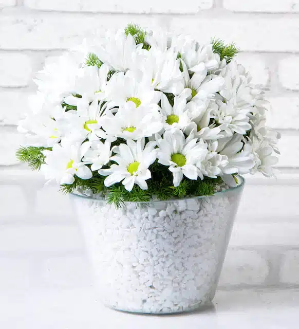 گلدان پساباحچه با چیدمان دیزی سفید