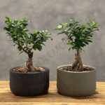 خرید گیاه بونسای پیوندی کد 2