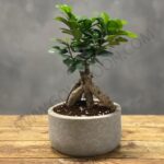 خرید گیاه بونسای پیوندی
