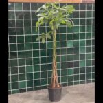 خرید پاچیرا بافته شده تایلندی