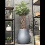 خرید گیاه کاج مطبق بافته شده