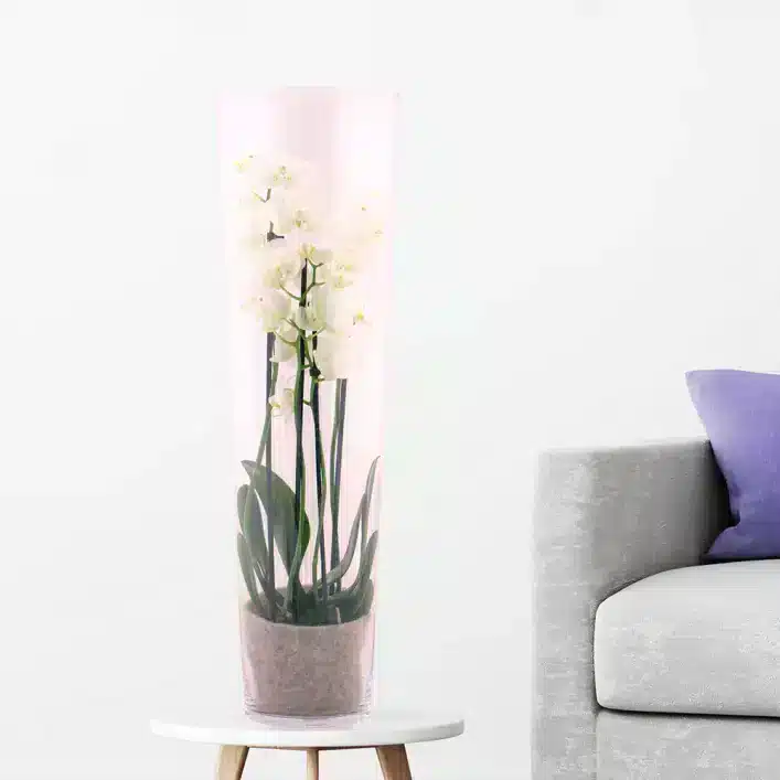 خرید ارکیده سفید + گلدان شیشه ای | +/- 60 سانتی متر | ø 12 سانتی متر | Phalaenopsis (آلمان)
