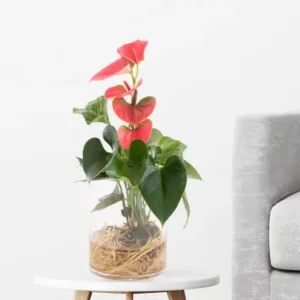 گل فلامینگو قرمز + گلدان شیشه ای | +/- 30 سانتی متر | ø 12 سانتی متر | آنتوریوم