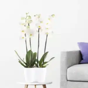 دو گل ارکیده سفید + گلدان DUO رایگان | +/- 70 سانتی متر | ø 12 سانتی متر | Phalaenopsis