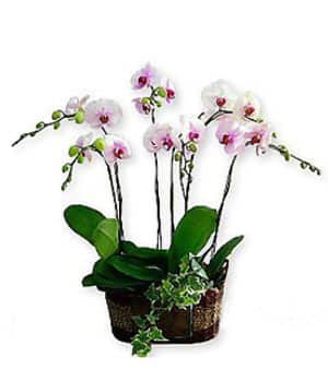 6 ارکیده سفید خرید 6 ارکیده سفید (چین)
