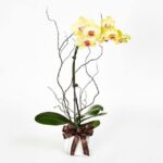 خرید Phalaenopsis زرد (سنگاپور)