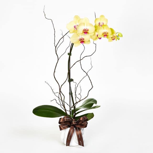 Phalaenopsis زرد خرید Phalaenopsis زرد (سنگاپور)