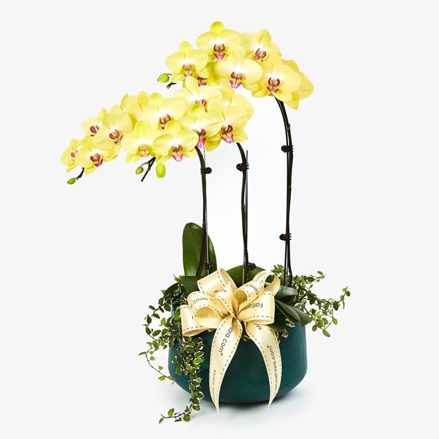 در یک باغ Phalaenopsis زرد خرید آفتاب در یک باغ - Phalaenopsis زرد (سنگاپور)