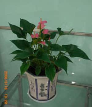 دی خرید آنتوریوم دی (چین)