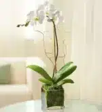 خرید ارکیده Phalaenopsis سفید برای همدردی (آمریکا)
