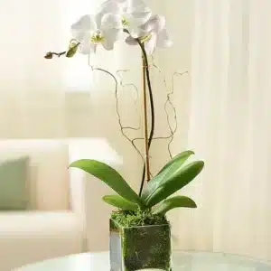 ارکیده Phalaenopsis سفید برای همدردی