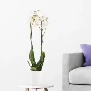 ارکیده سفید (دو خرپا) + گلدان رایگان | +/- 70 سانتی متر | ø 12 سانتی متر | Phalaenopsis
