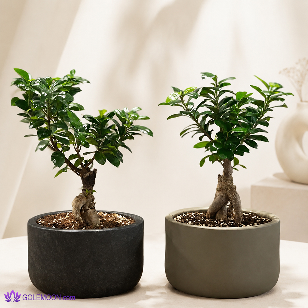 خرید پکیج بونسای پیوندی ( 2 عدد ) خرید پکیج بونسای پیوندی ( 2 عدد )