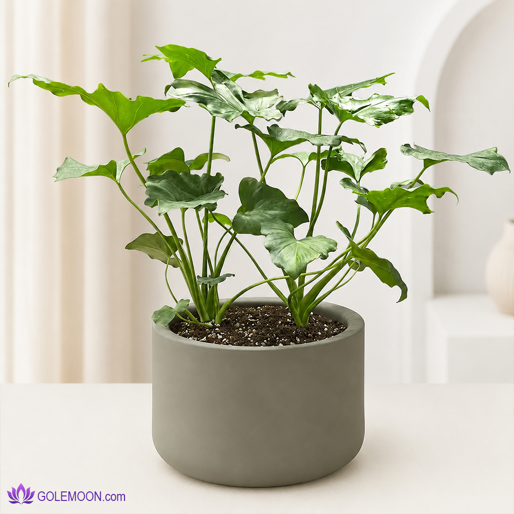 خرید گیاه برگ انجیری (دو بوته) خرید گیاه برگ انجیری (دو بوته)