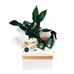 خرید سد گیاه زنبق صلح (استرالیا)