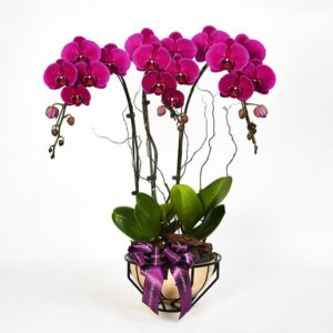 خرید سلطنت سلطنتی - Phalaenopsis بنفش (سنگاپور)