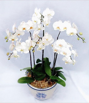ناب خرید فرشته ناب (چین)