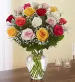 خرید گل رز الگانس ™ ممتاز ساقه بلند گل رز مختلف (امریکا)