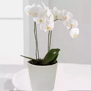 گیاه ارکیده Phalaenopsis سفید