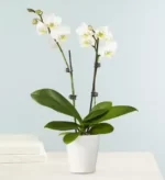خرید گیاه ارکیده دوبل سفید برای همدردی (آمریکا)