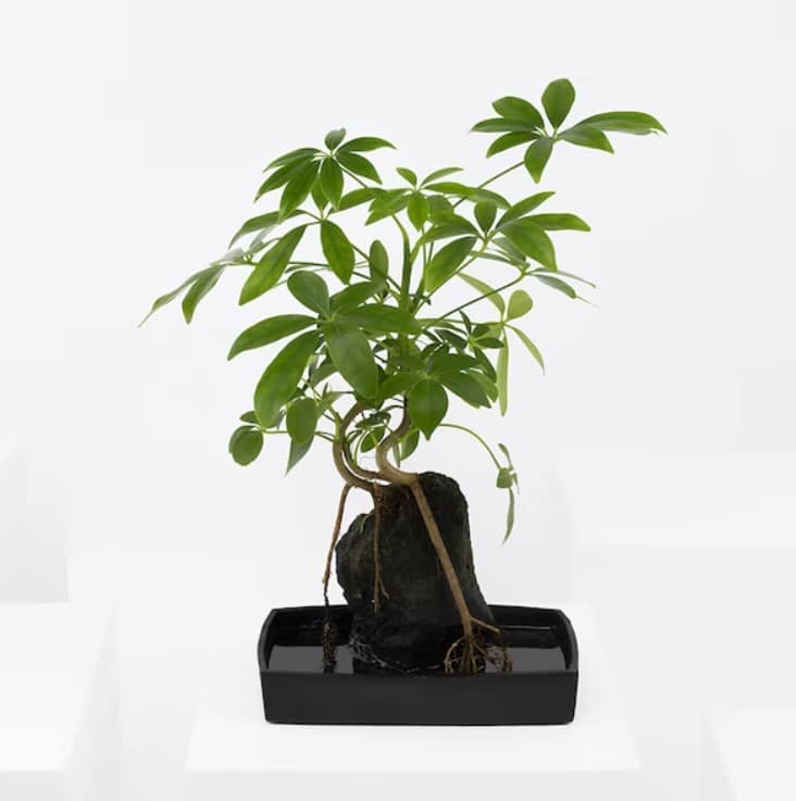 چتر خرید گیاه چتر (قطر)