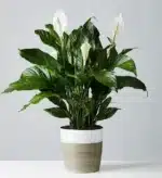 خرید گیاه کف زنبق آرامش بخش (آمریکا)
