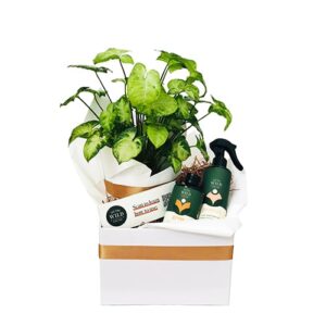 خرید گیره گیاه پروانه سفید (استرالیا)