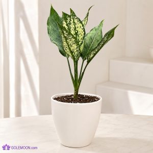 خرید گیاه آگلونما برفی کد 2