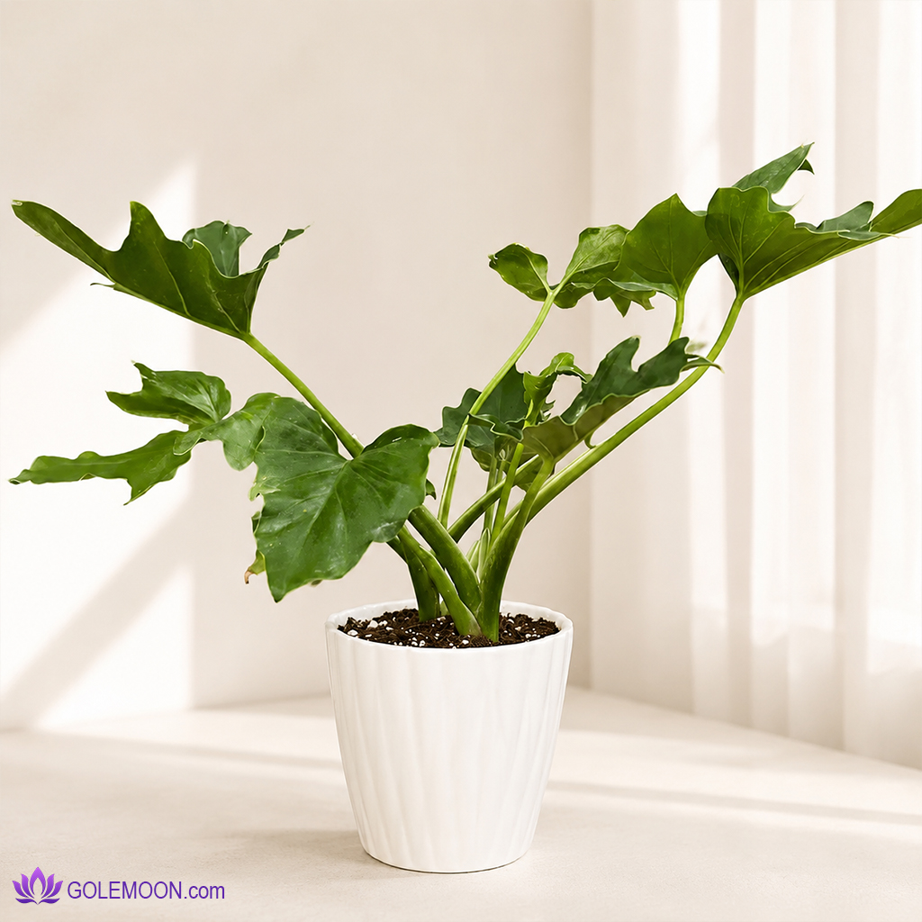 خرید گیاه برگ انجیری خرید گیاه برگ انجیری