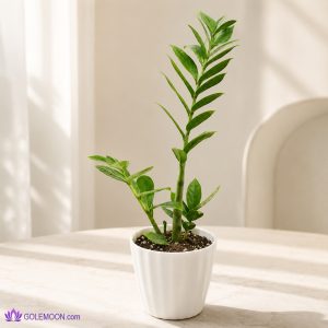 خرید گیاه زامفولیا کد 4