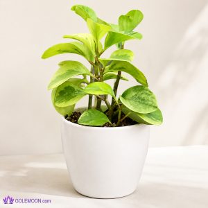 خرید گیاه کراسولا سکه ای