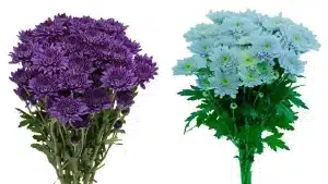 گل داوودی
