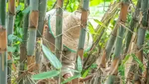 هرس کردن بامبو