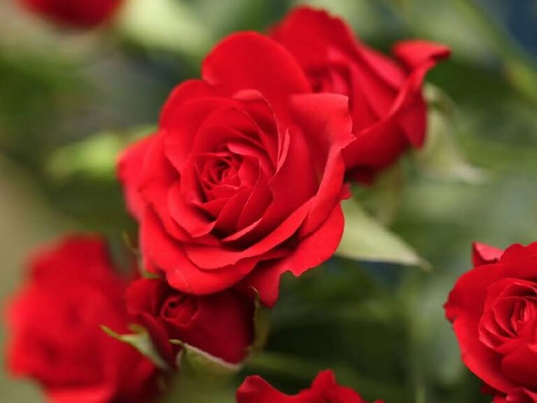 گل رز 🌹 انواع گل رز + عکس به همراه معرفی کامل و روش های نگهداری | گلمون