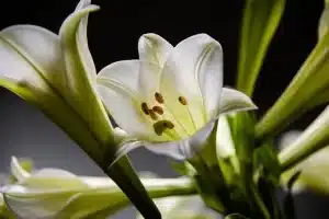 گل سوسن نماد چیست