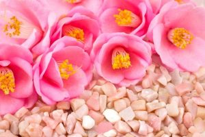 خرید گل کاملیا و نحوه نگهداری از آن و انواع گل کاملیا + عکس