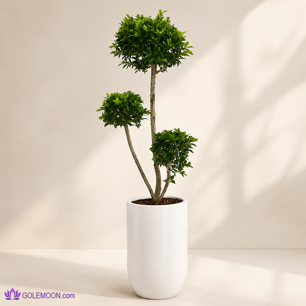 خرید گیاه فیکوس رتوزا خرید گیاه فیکوس رتوزا