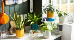 گیاهان زینتی آپارتمانی